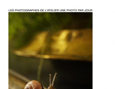 Galerie Daguerre : exposition Une photo par jour de la saison 2019 / 2020