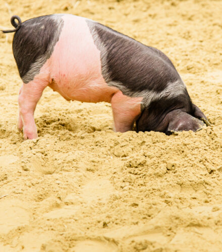 La photo du jeudi 12 juin 2025