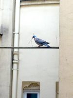 merlini.france.pigeon