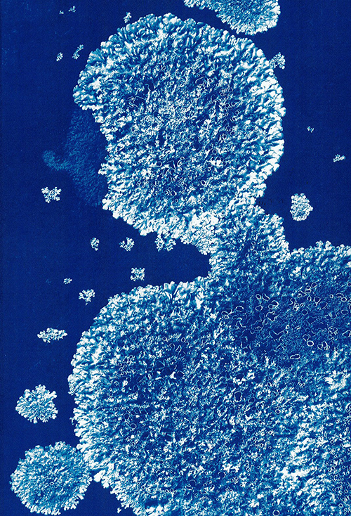 Marie Maignez - Lichen